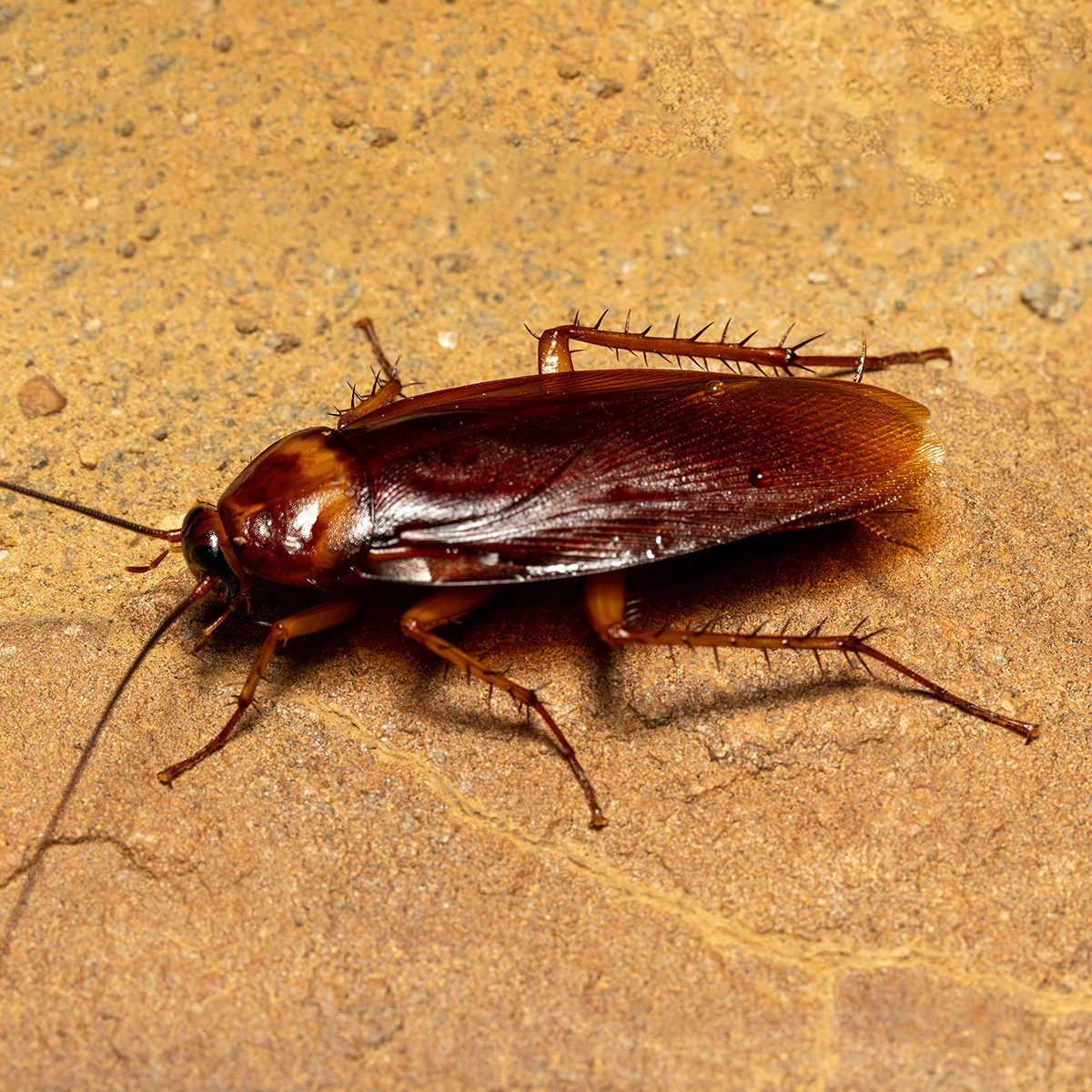 Diy Pest Control Strategies And Techniques Gettyimages 1473430529