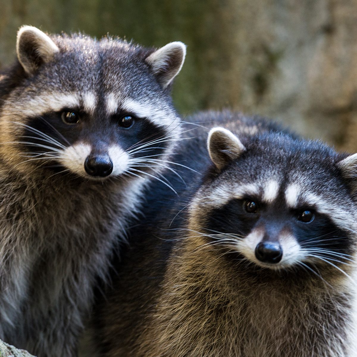 Diy Pest Control Strategies And Techniques Gettyimages 533658815