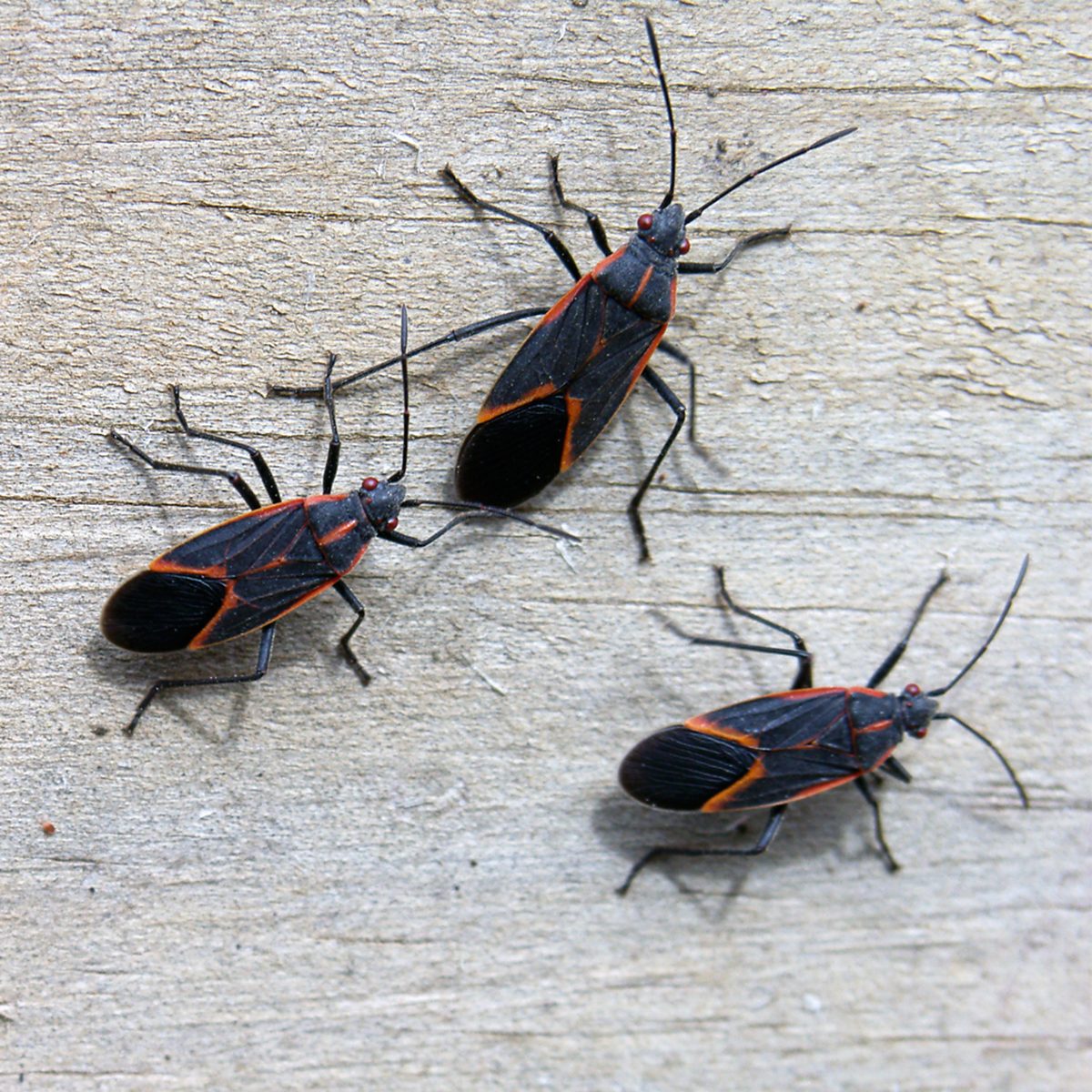Diy Pest Control Strategies And Techniques Gettyimages 92021534