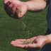Why Grass Seed Goes Bad— And How To Work Around It