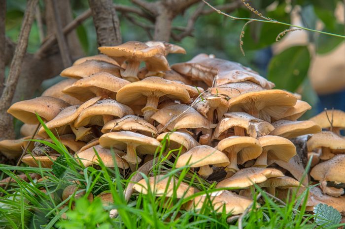Armillaria Tabascens Fungus