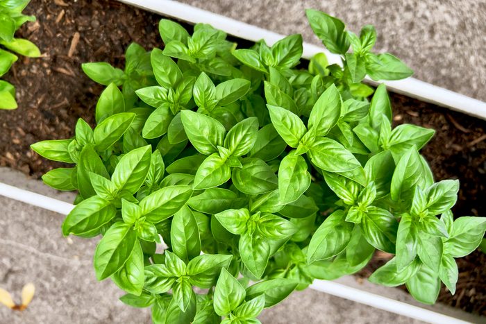 Close-up of basil plant