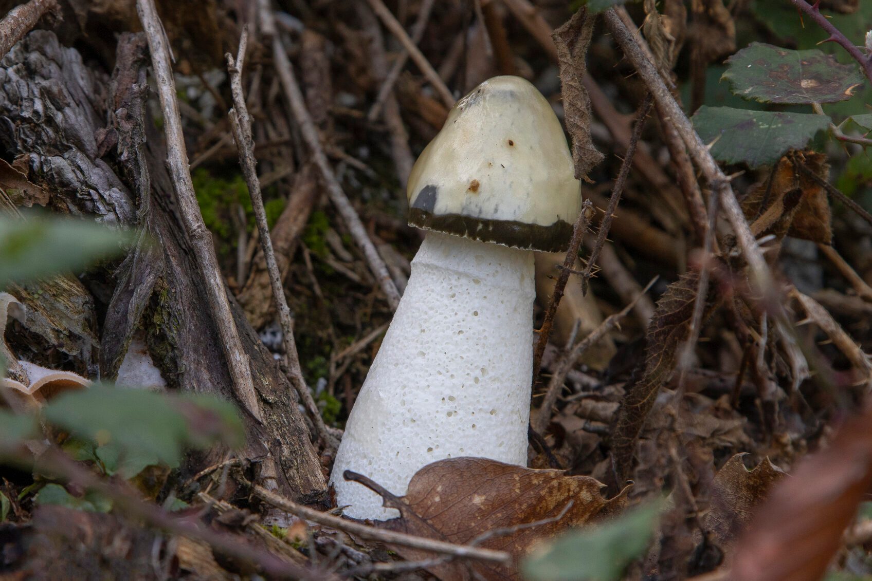 Stinkhorn Fungus - Phallus impudicus.