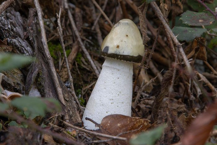 Stinkhorn Fungus - Phallus impudicus.