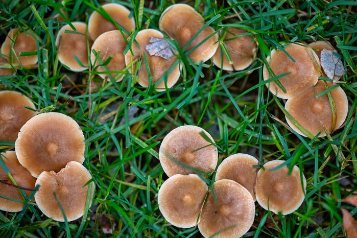 Fairy Ring Mushrooms after Rain