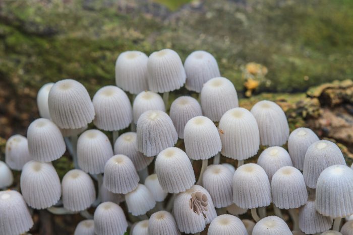 mushrooms growing on a live tree in the forest