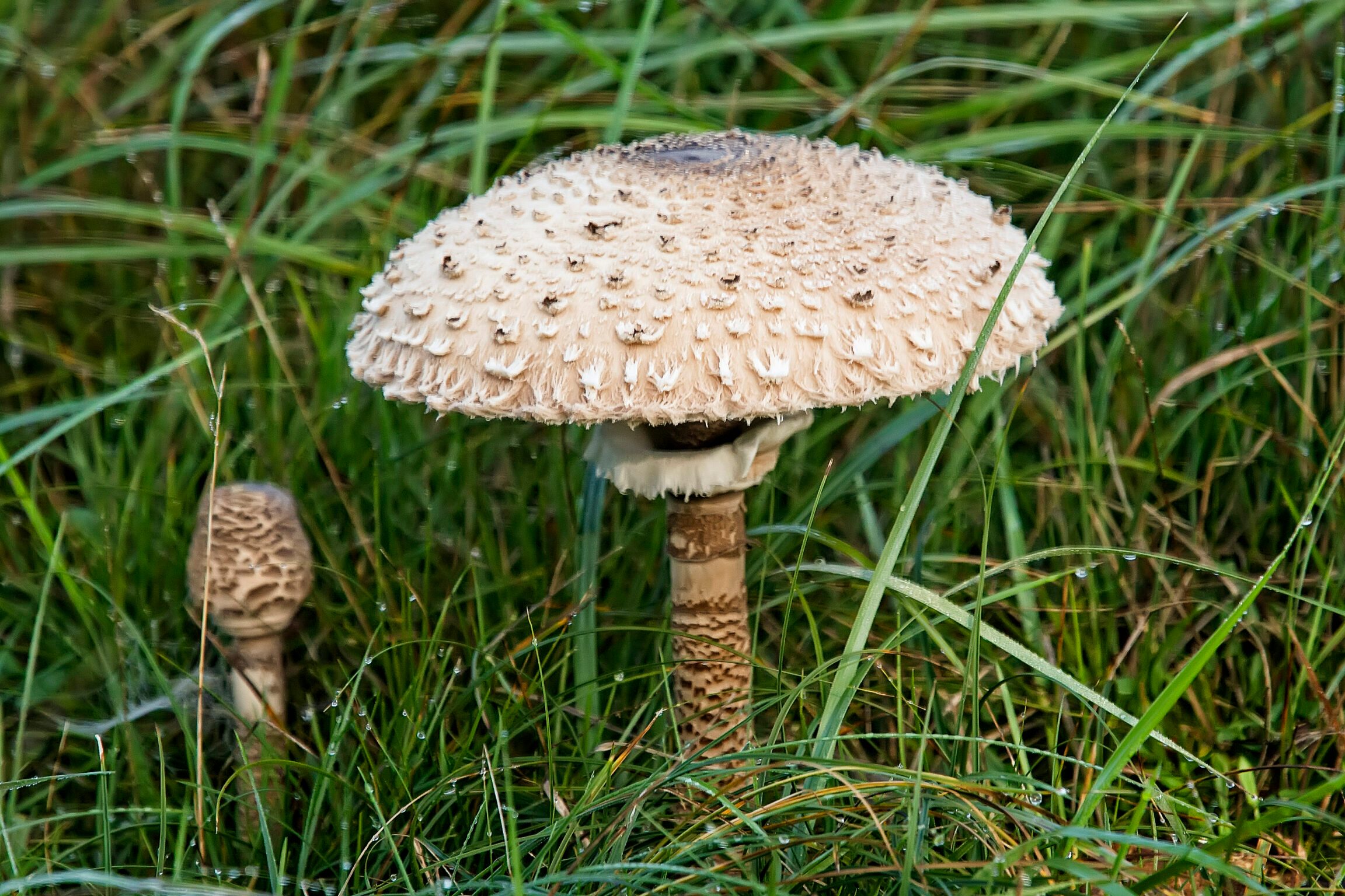 Mushroom in Forest
