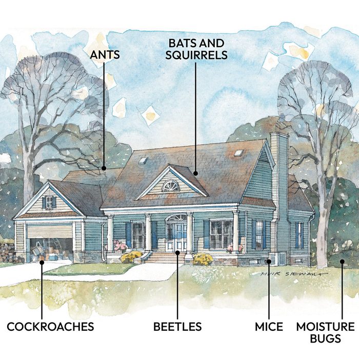 How Common Household Pests Get In