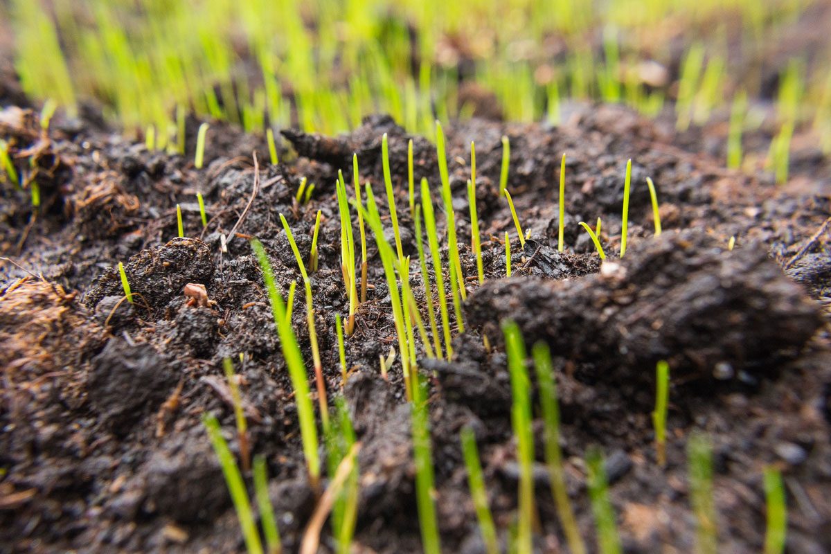 From Seed to Lawn, How Long Does It Take for Grass Seed to Grow?
