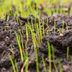 From Seed to Lawn, How Long Does It Take for Grass Seed to Grow?