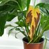 Is Your House Too Humid for Your Plants?