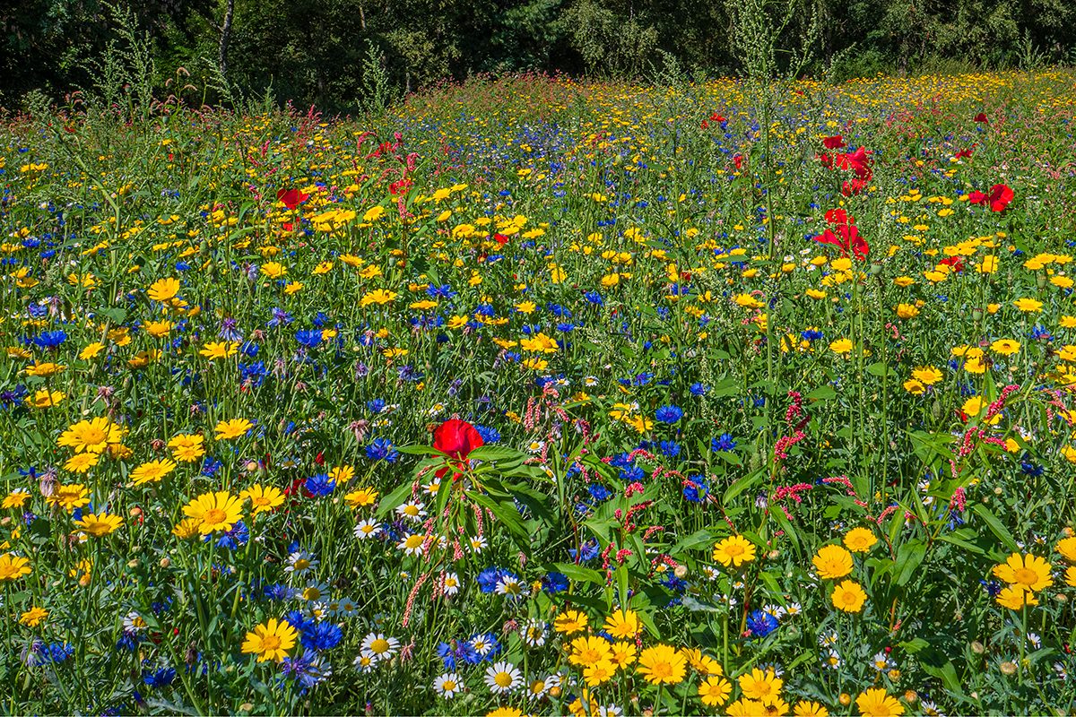 Let Your Creativity Grow Gettyimages 1169461079