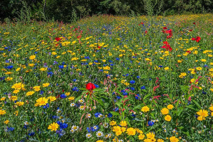 Let Your Creativity Grow Gettyimages 1169461079