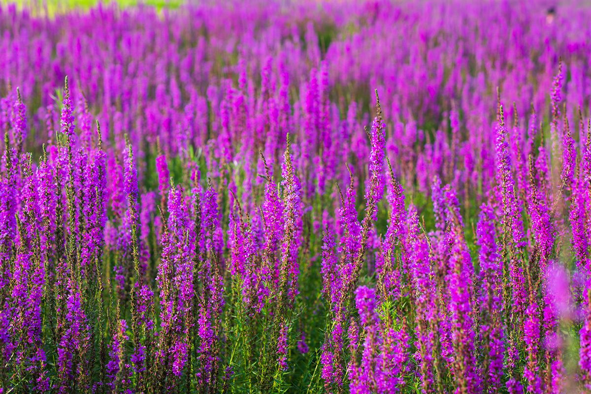 Lily Turf Gettyimages 1271378743