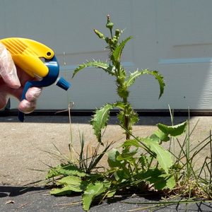 spraying a weed