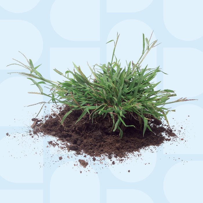 Tips For A Weed Free Yard