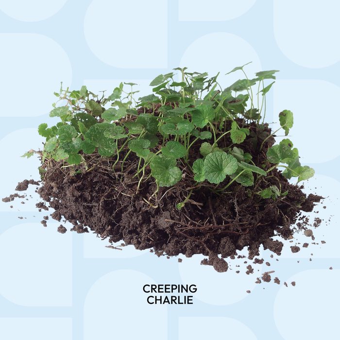 Tips For A Weed Free Yard Fh05apr 457 53 020 Callouts