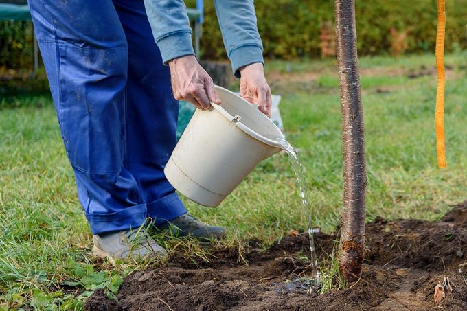 A man watering the plant.