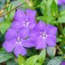 10 Weeds With Purple Flowers