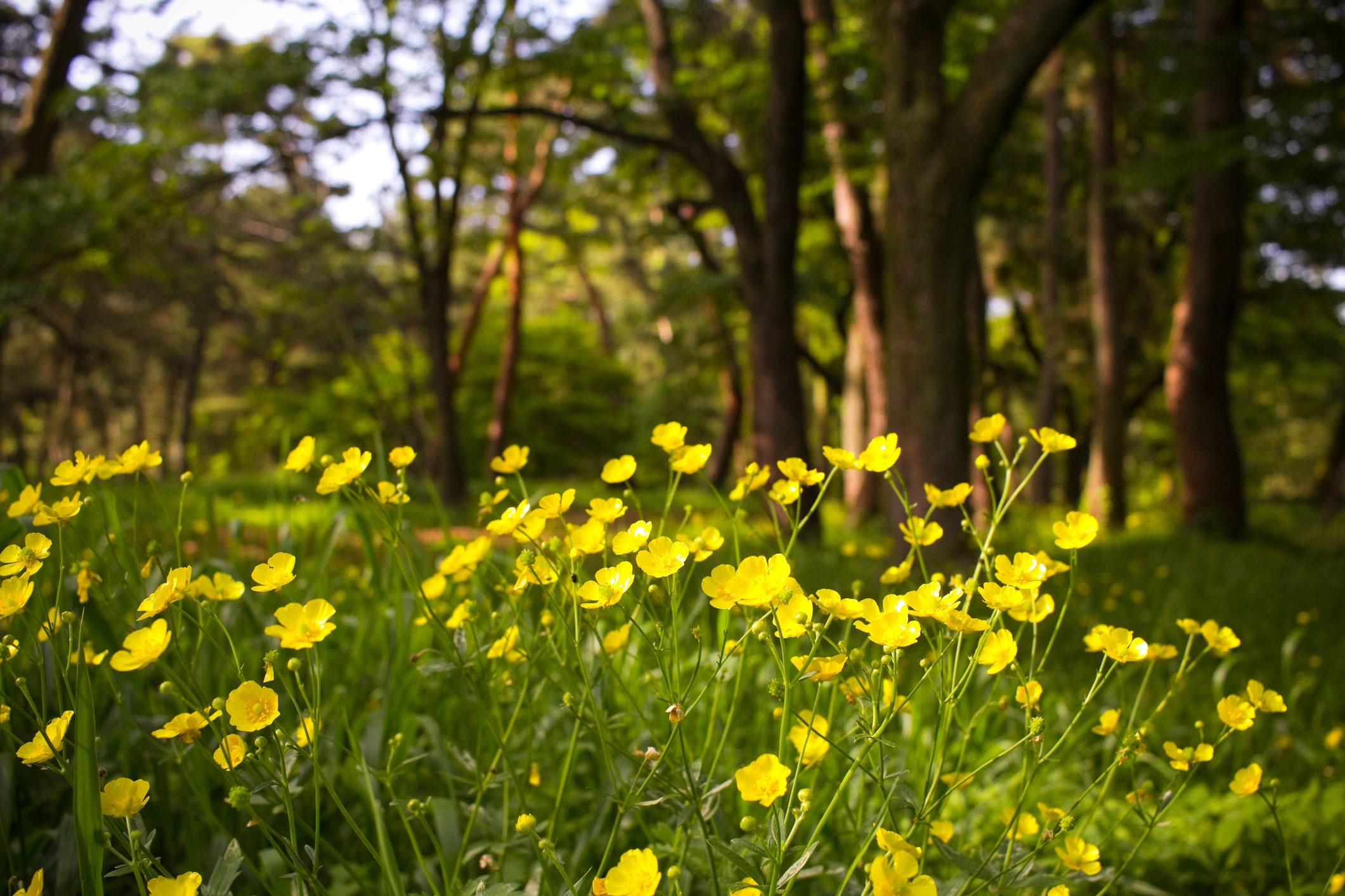 Creeping Buttercup Flowers