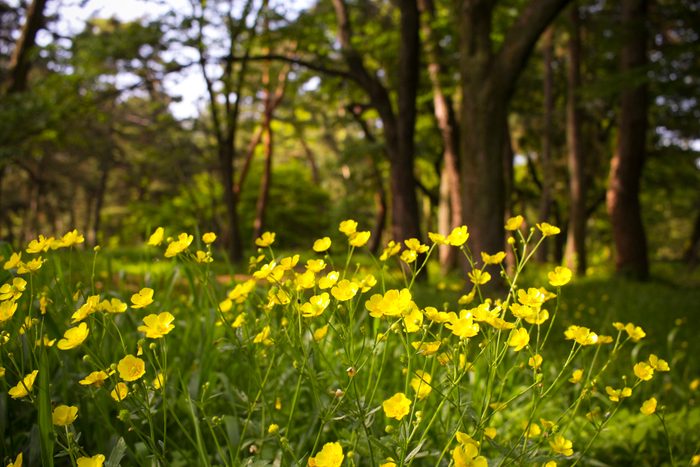 Creeping Buttercup Flowers
