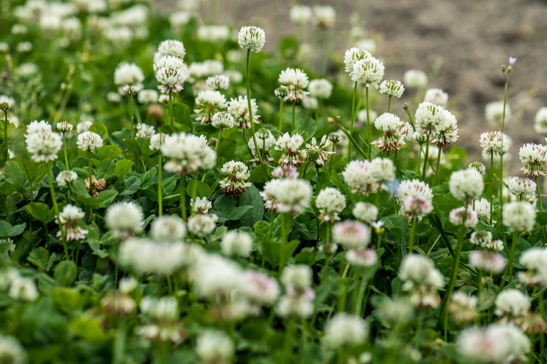White clover (Trifolium repens L.)