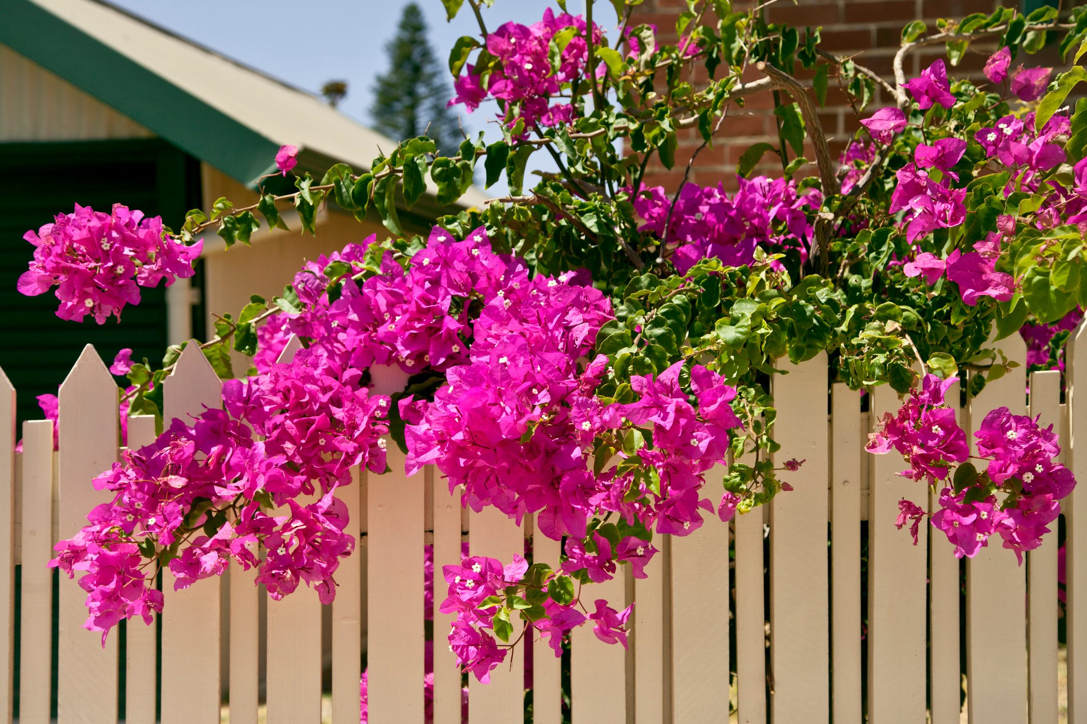 Pink bougainvillea