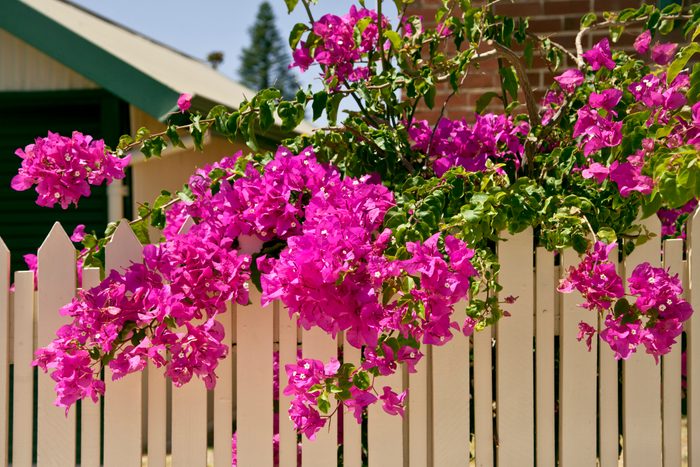 Pink bougainvillea