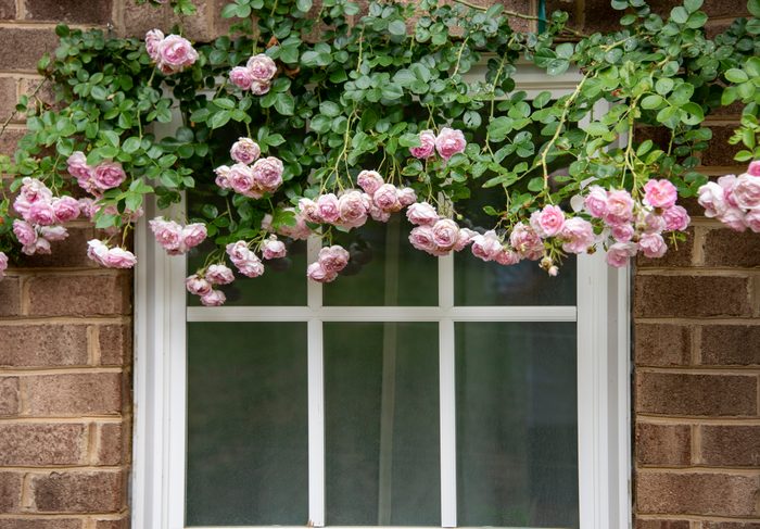 Climbing rose bush around a window