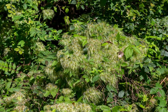 Love Vine (Clematis virginiana)
