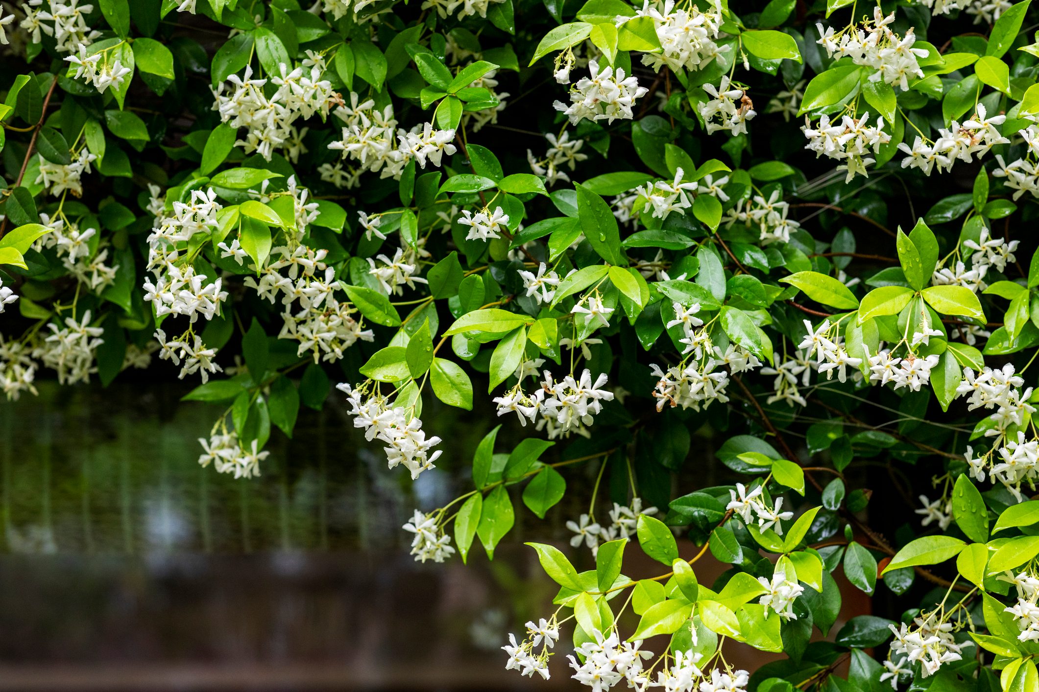 Star jasmine in full bloom