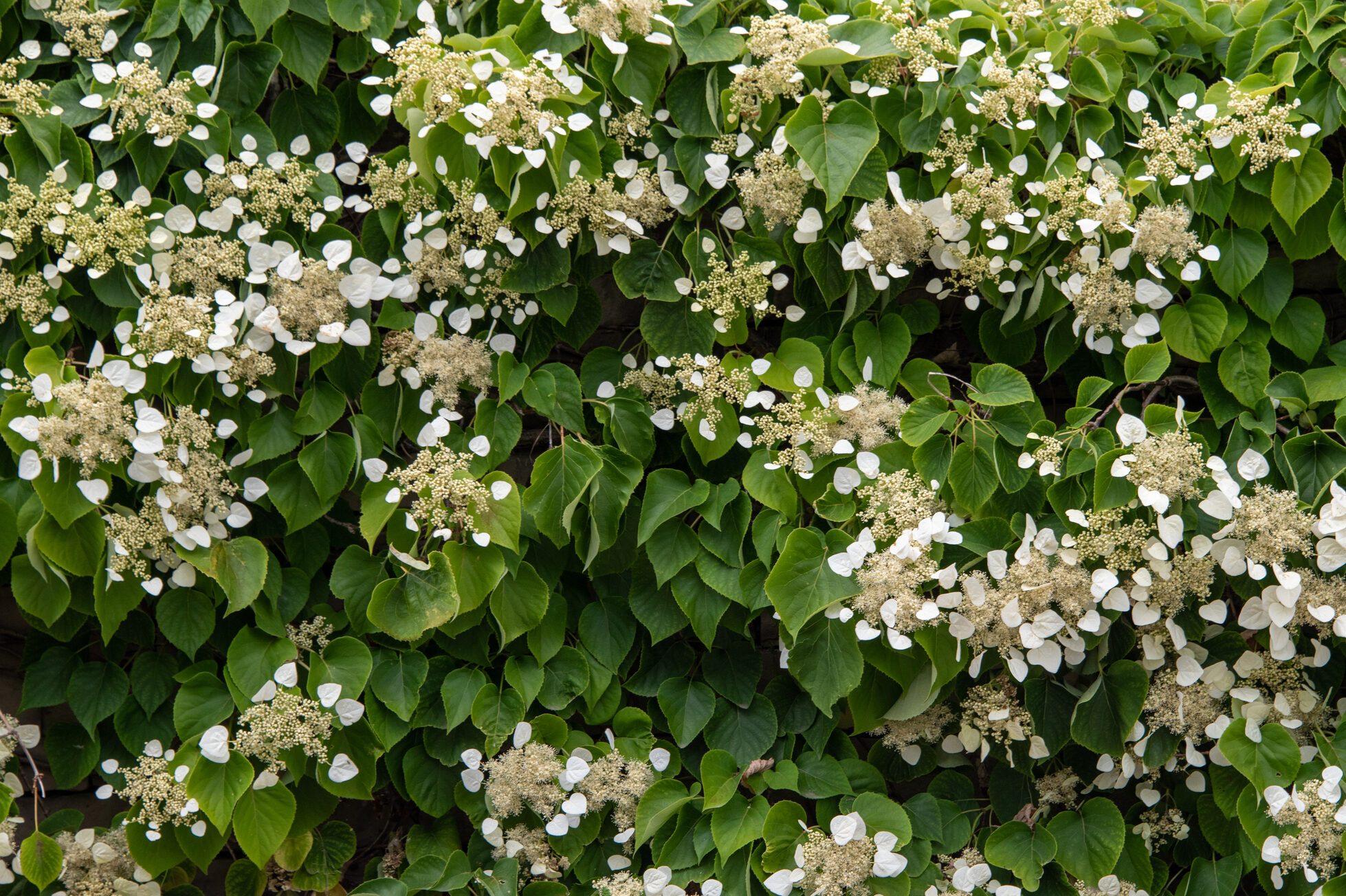 White Climbing Hydrangea