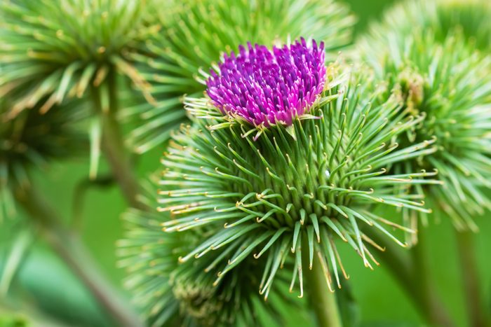 A burdock plant in the summer sunshine