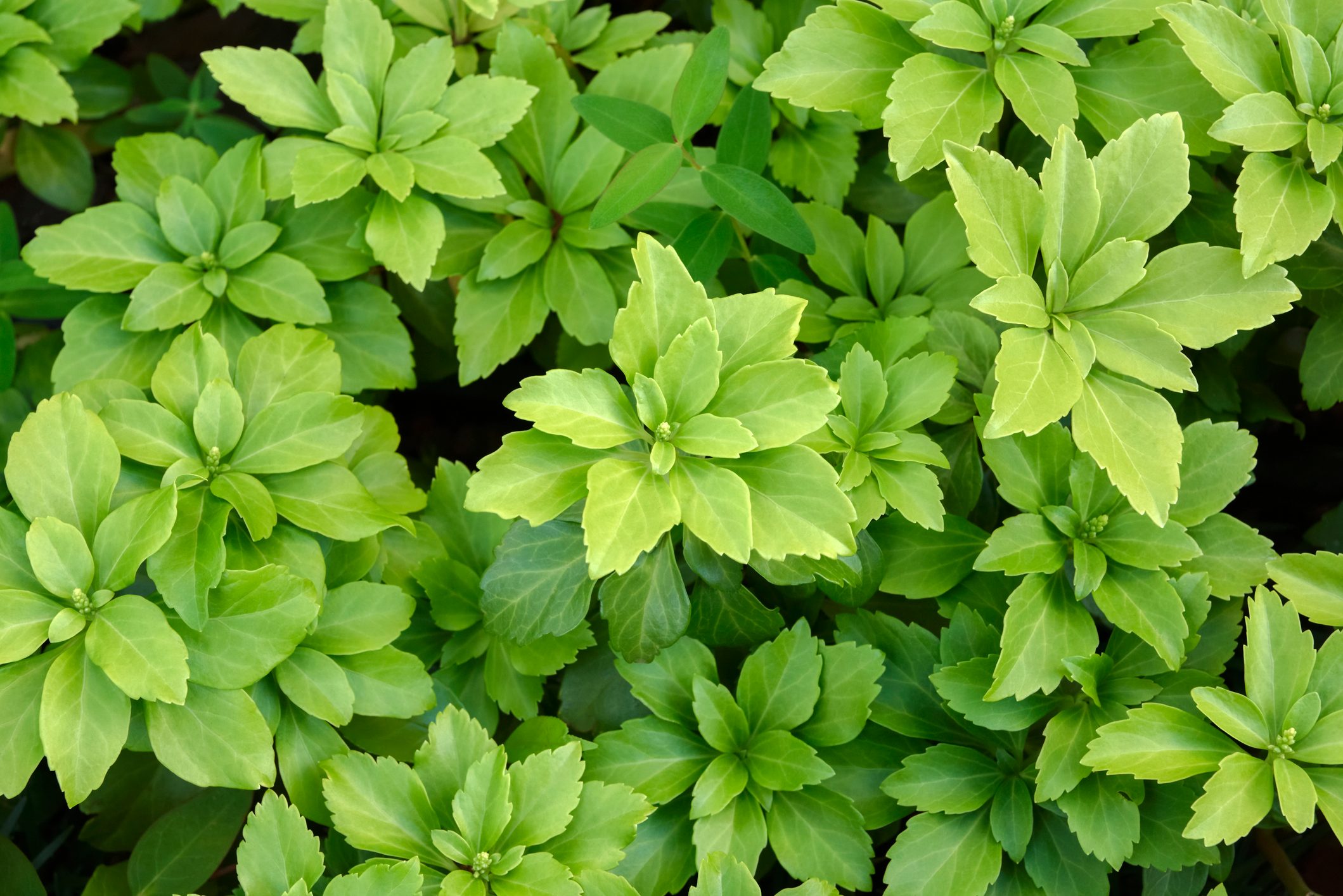 Pachysandra terminalis, Japanese spurge. Background material of beautiful groundcover plants.