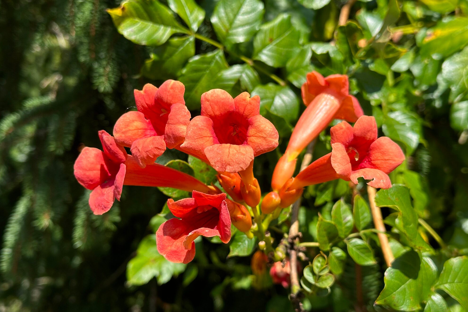 Trumpet Vine