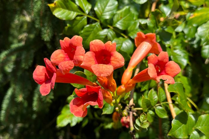 Trumpet Vine