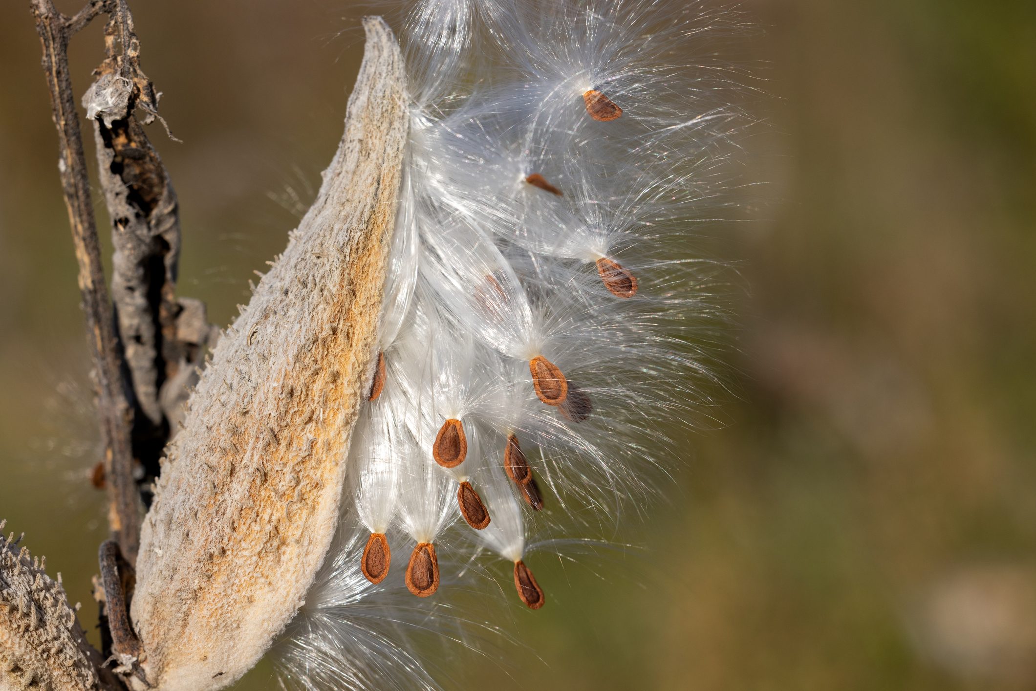 Milkweed Seeds Blowing in the Wind
