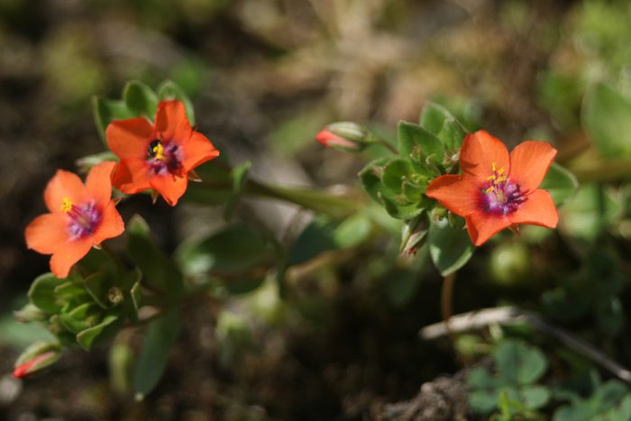 A flowering Scarlet Pimpernel, Anagallis arvensis, plant growing in a meadow.