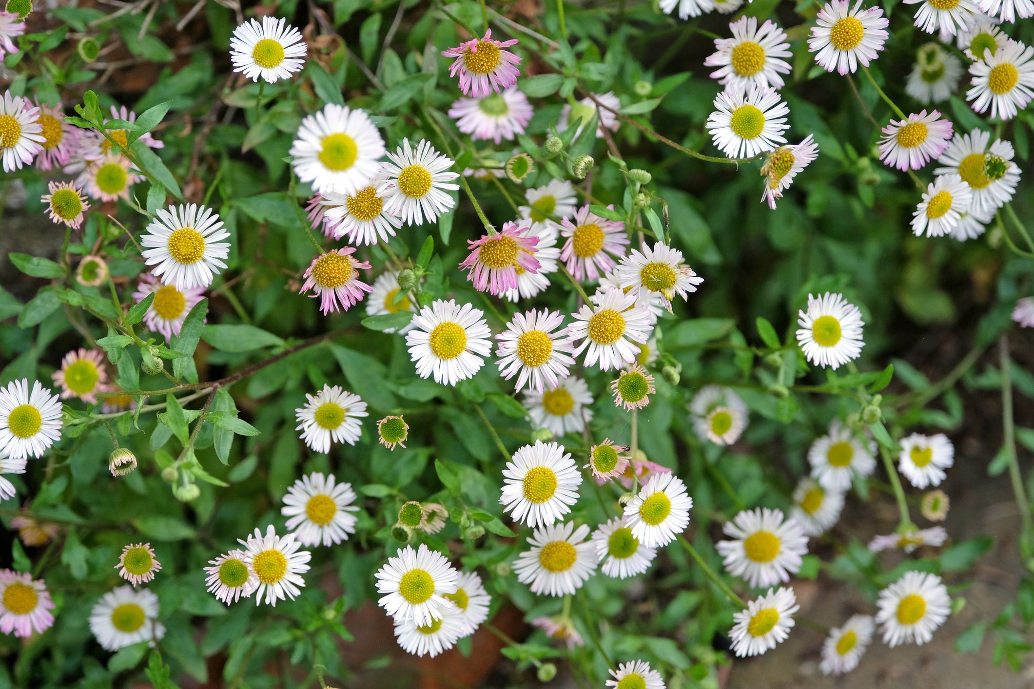 Erigeron karvinskianus Profusion, also known as Common Fleabane, Daisy Fleabane in flower.