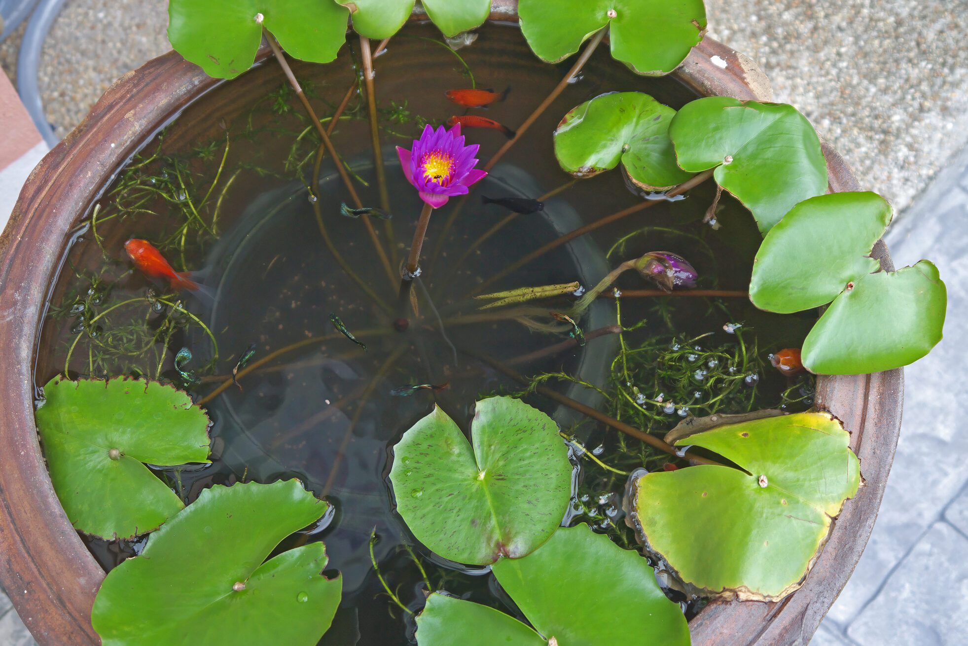 Mini pond with lotus and goldsfish