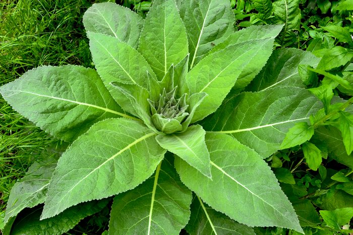 Verbascum thapsus plant background, great mullein, greater mullein or common mullein