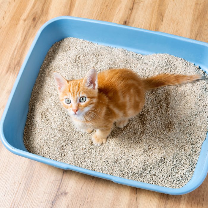 The kitten sits in the litter box. red kitten pees in her litter box.