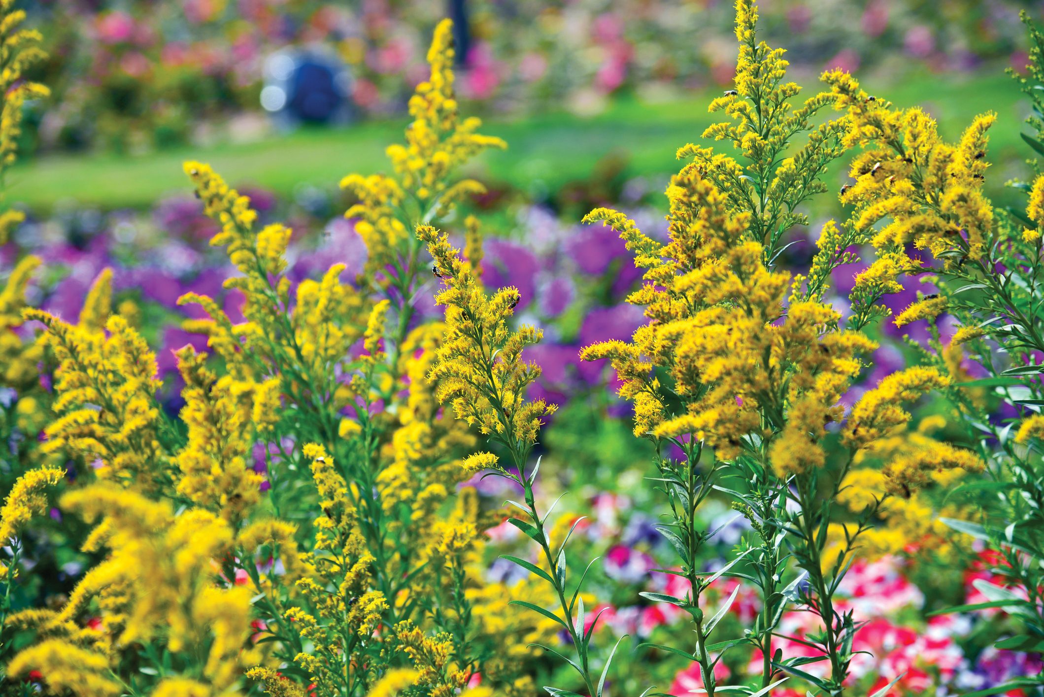 Golden Rod Flower (Solidago canadensis)