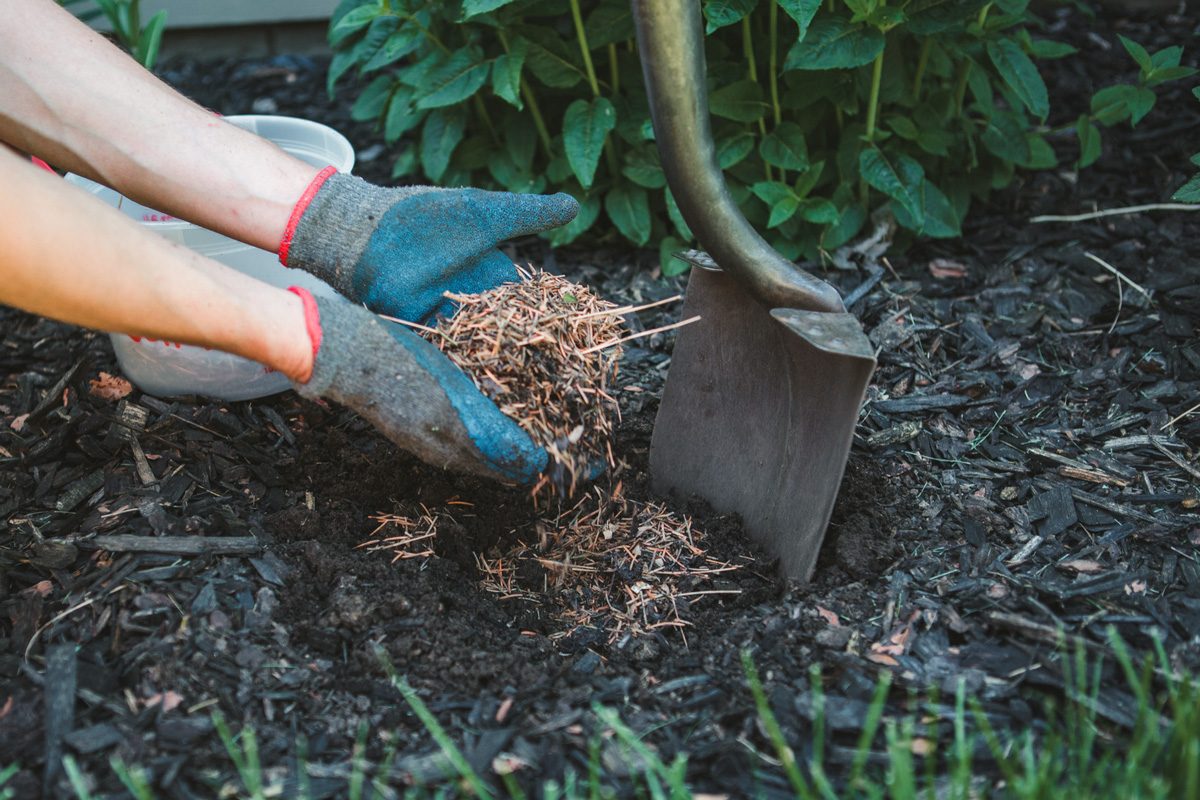 man putting mulch into garden