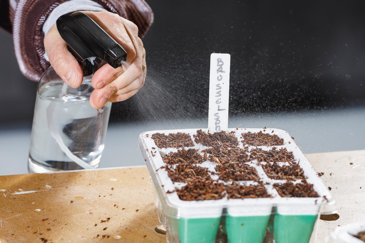 misting seeds with water spray