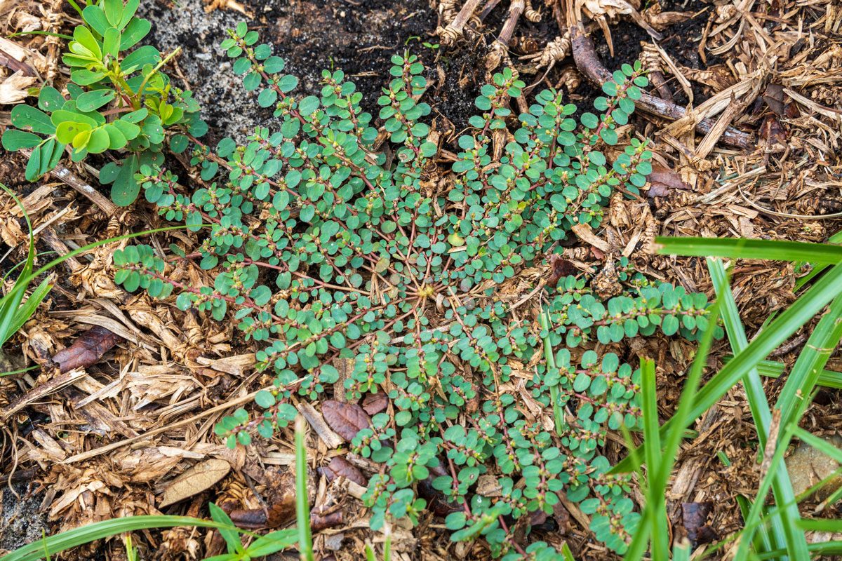 Spotted spurge weed a.k.a. prostrate spurge (Euphorbia maculata)