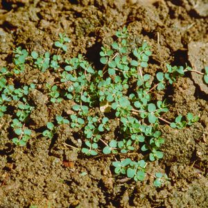 Creeping Spurge (Euphorbia serpens) aka. Matted Sandma