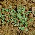What Are Spurge Weeds and How Do You Get Rid Of Them?