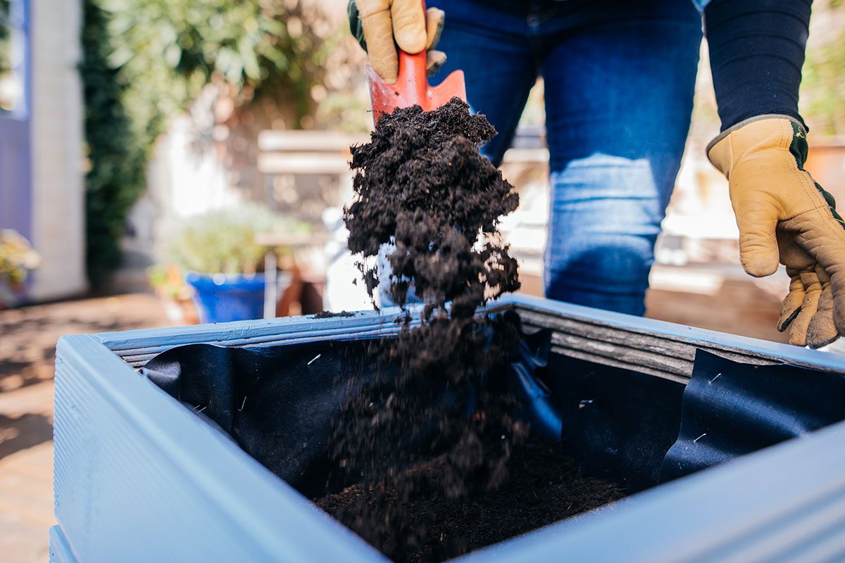 7 Reasons Your Raised Bed Vegetables Are Struggling