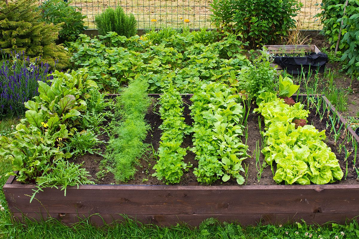 7 Reasons Your Raised Bed Vegetables Are Struggling